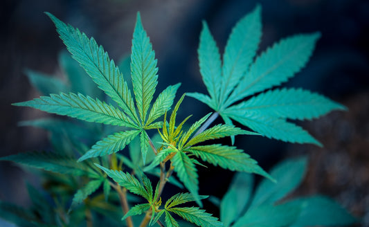 what is the difference between cbd and thc - zen bliss