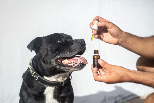 cbd oil for dogs anxiety - zen bliss