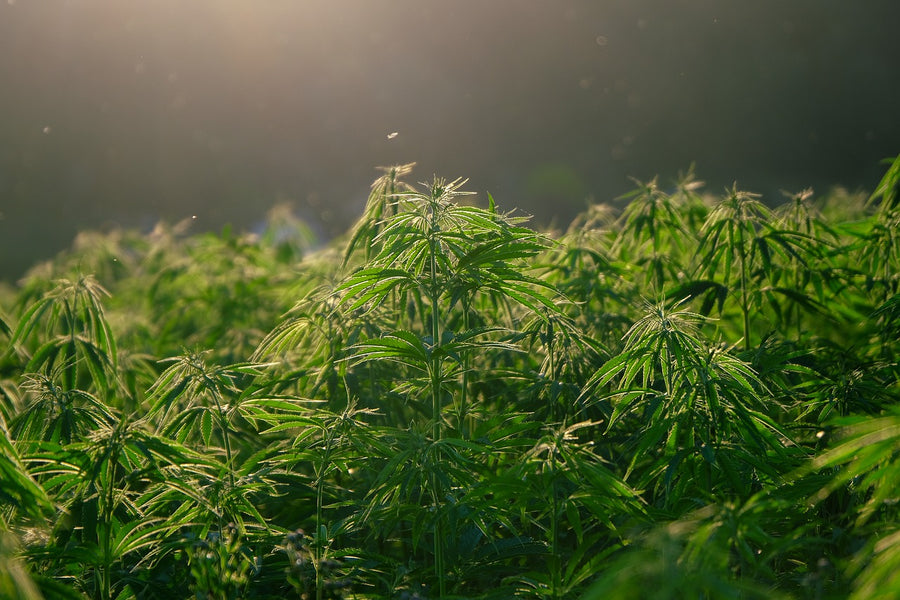 Everything You Need To Know About Growing Hemp in Canada (2021)