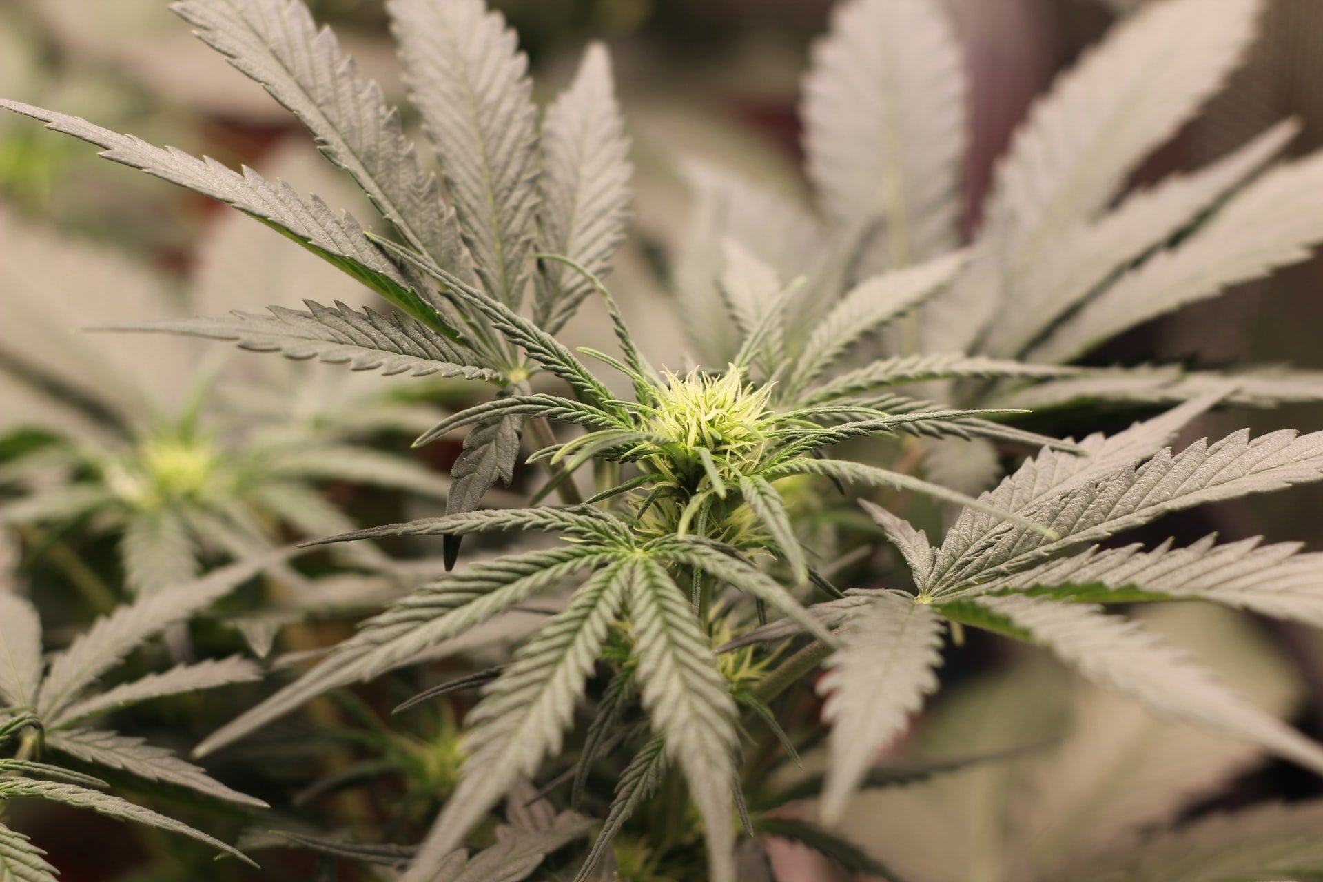 how to use cbd isolate - Zen Bliss