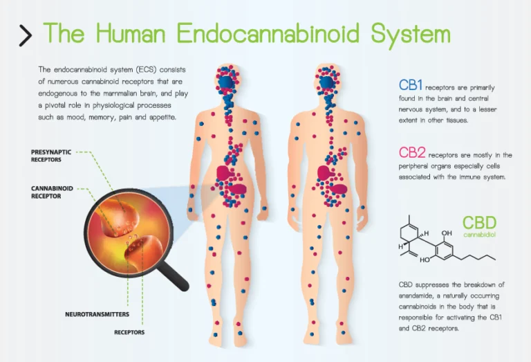 Diagram of the human endocannabinoid system showing CB1 and CB2 receptors